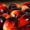 Palm Oil