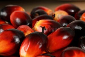 Palm Oil