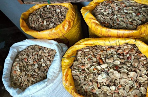 WhatsApp Image 2025-04-01 at 22.30.38_59a5a39a Ogbono